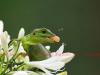 Green garden lizard